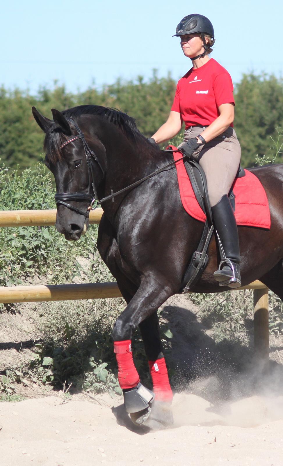 Oldenborg Bella af Hesselbjerggård billede 24