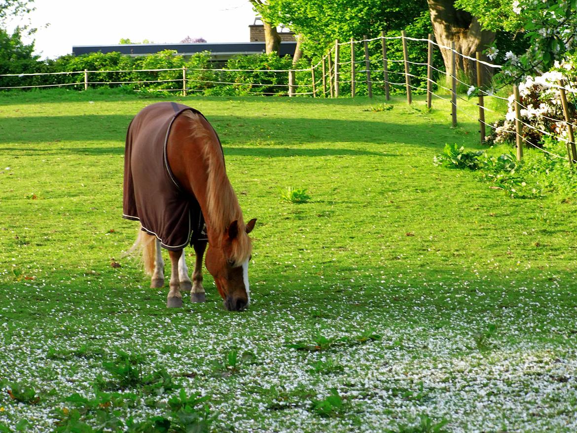Anden særlig race Sjors - Er lige kommet hjem fra undervisning hos Lene Lindegård :) billede 8