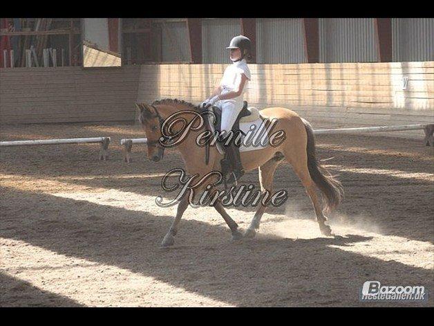 Anden særlig race Giggi billede 16