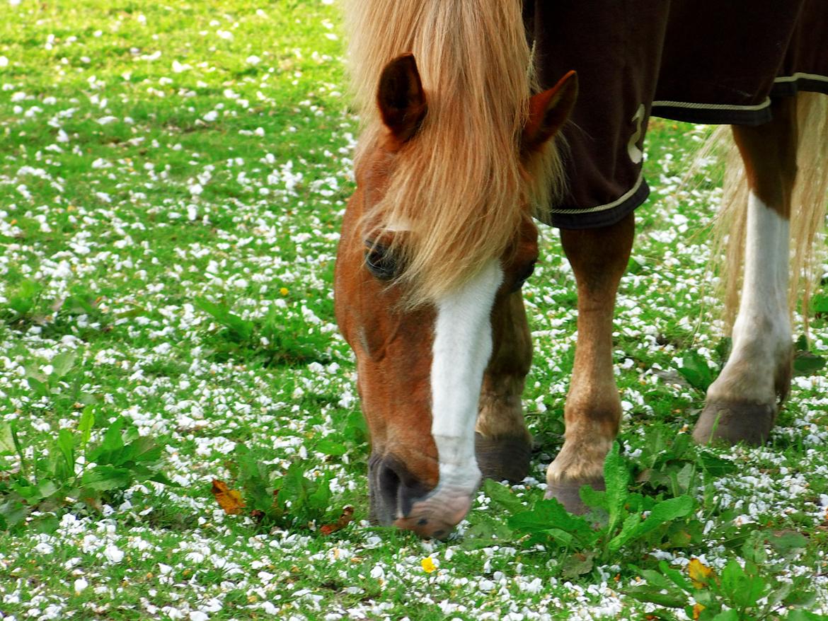 Anden særlig race Sjors - Min smukke dreng<33 billede 9