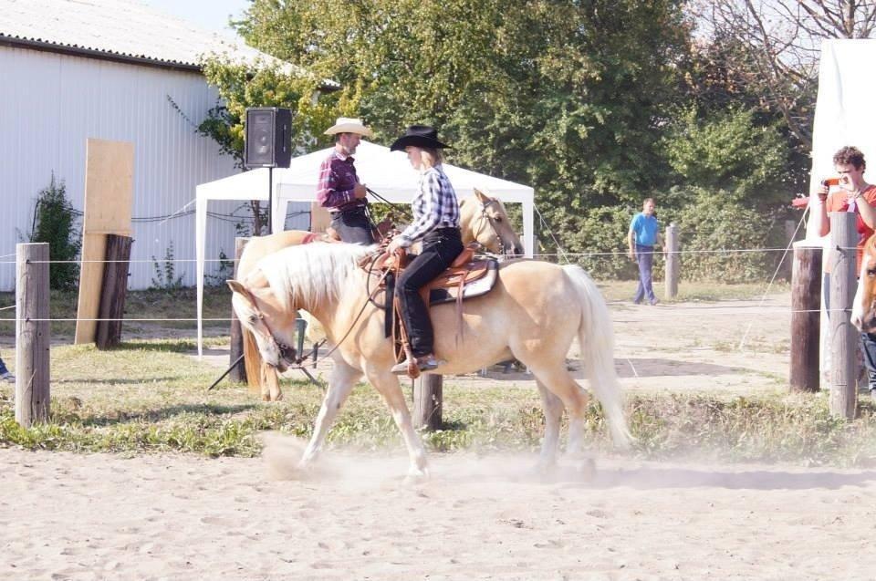 Haflinger Navaro Aflivet billede 8