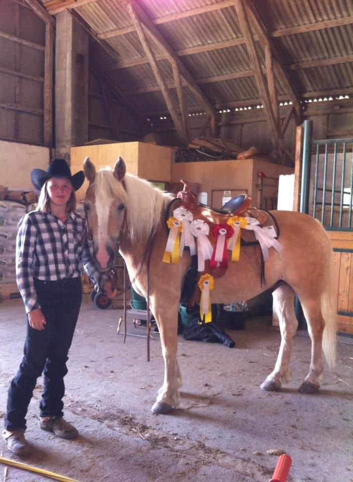 Haflinger Navaro Aflivet billede 9