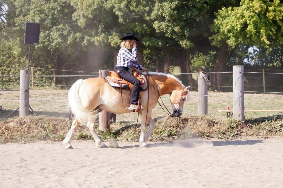 Haflinger Navaro Aflivet billede 10