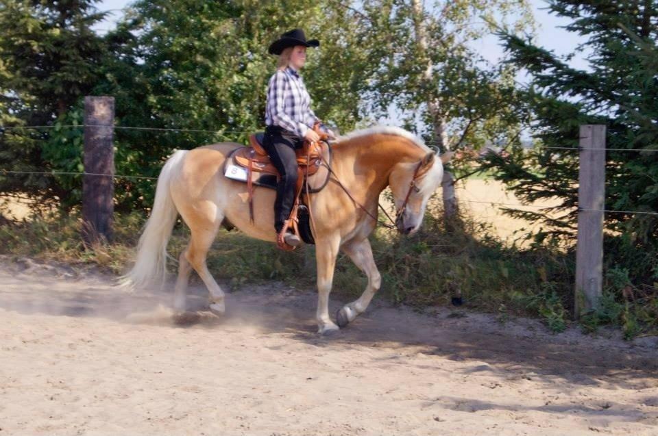 Haflinger Navaro Aflivet billede 11