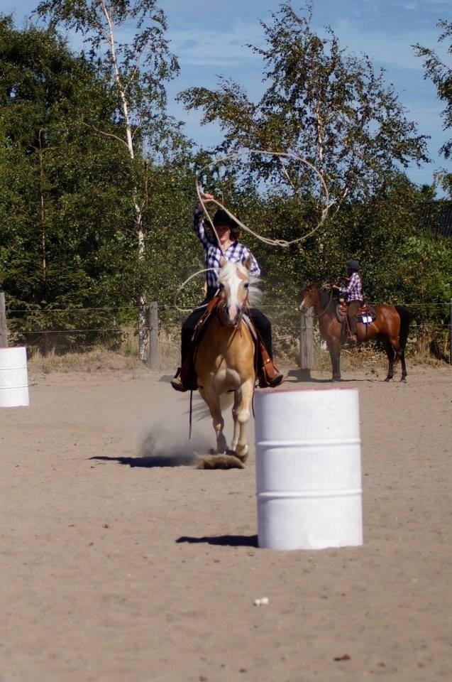 Haflinger Navaro Aflivet billede 12