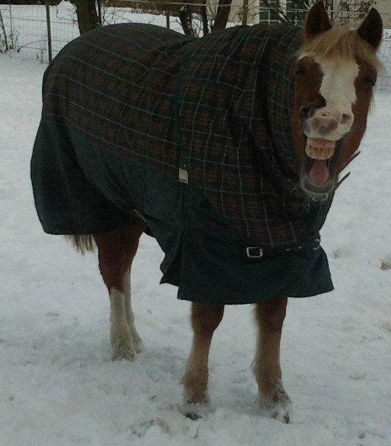 Anden særlig race Sjors - Sikke en grimasse, du kan lave :) billede 11