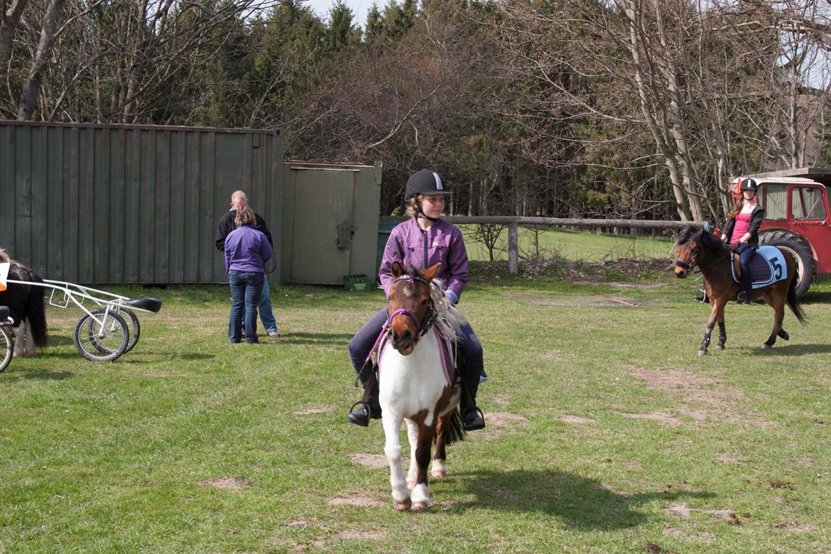 Shetlænder Smilla #Den farlige biavler! xD# - Travbanen 2013 - Vi opvarmer til løbet:) billede 11