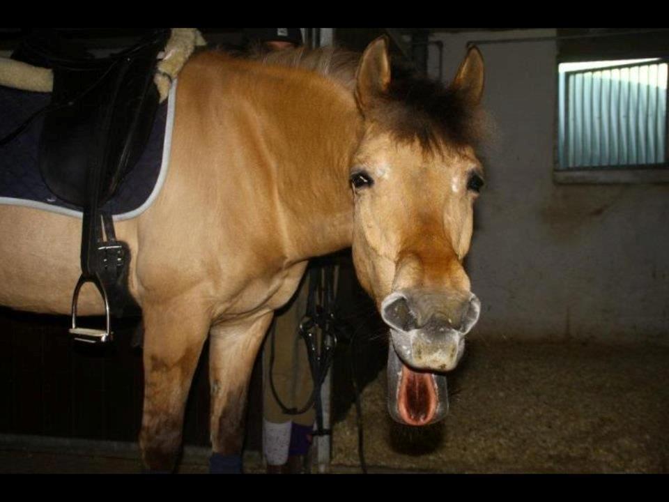 Anden særlig race Giggi billede 18