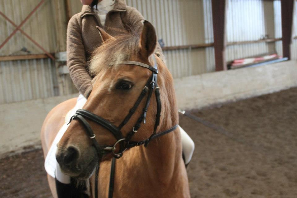 Anden særlig race Giggi billede 20