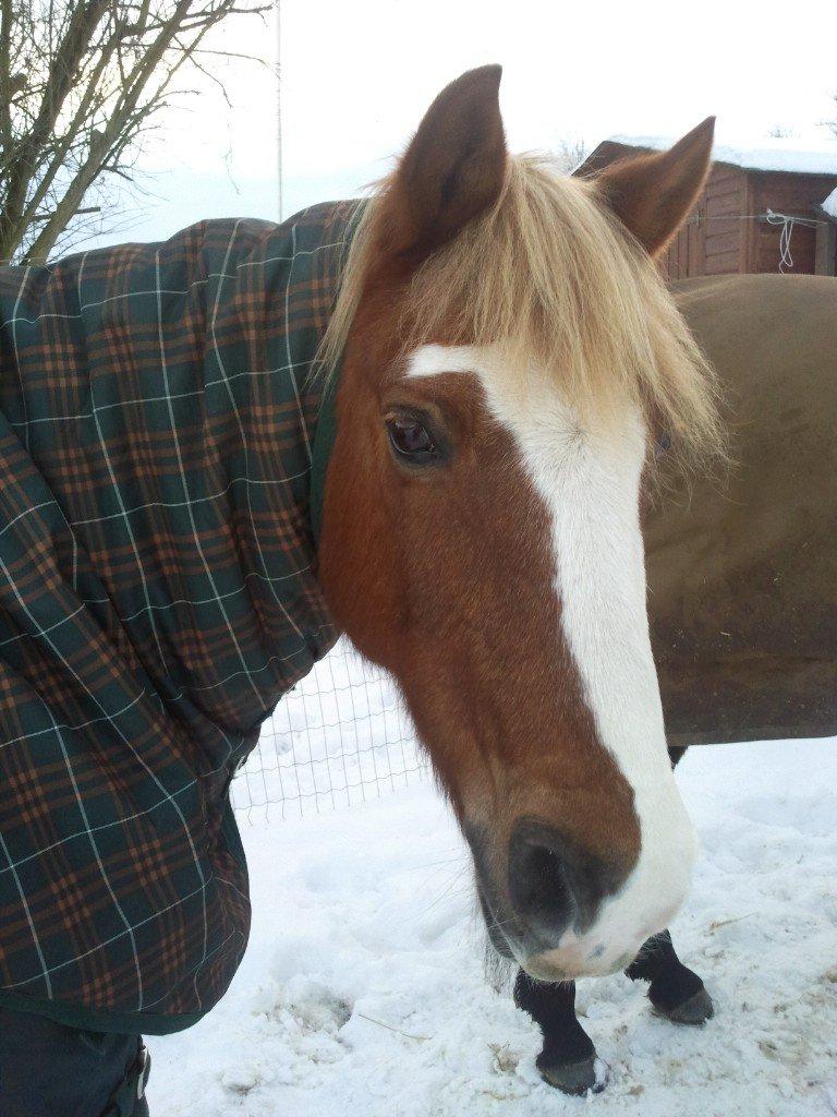 Anden særlig race Sjors - Du er den bedste<3 billede 12