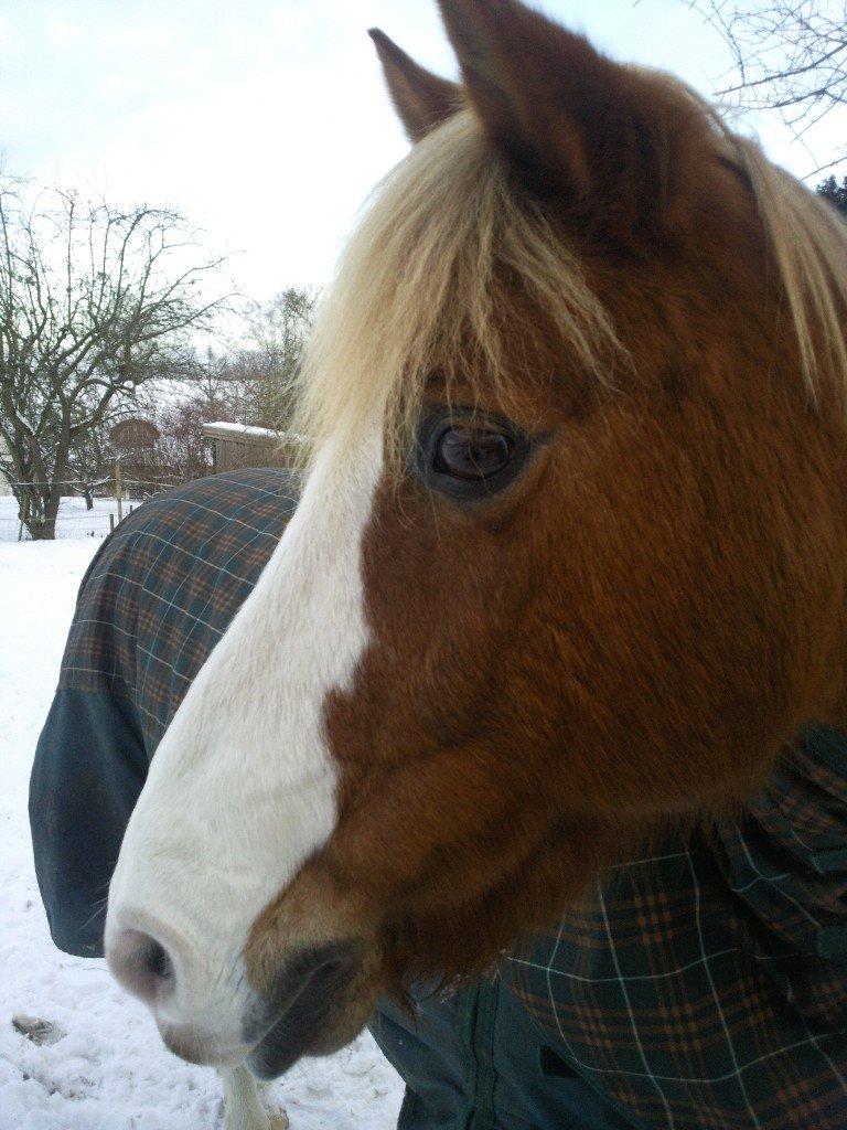 Anden særlig race Sjors - Dejligt vinter billede :) billede 10