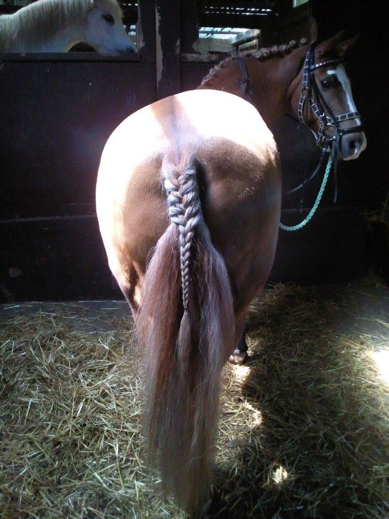 Anden særlig race Sjors - Klar til stævne :) billede 13