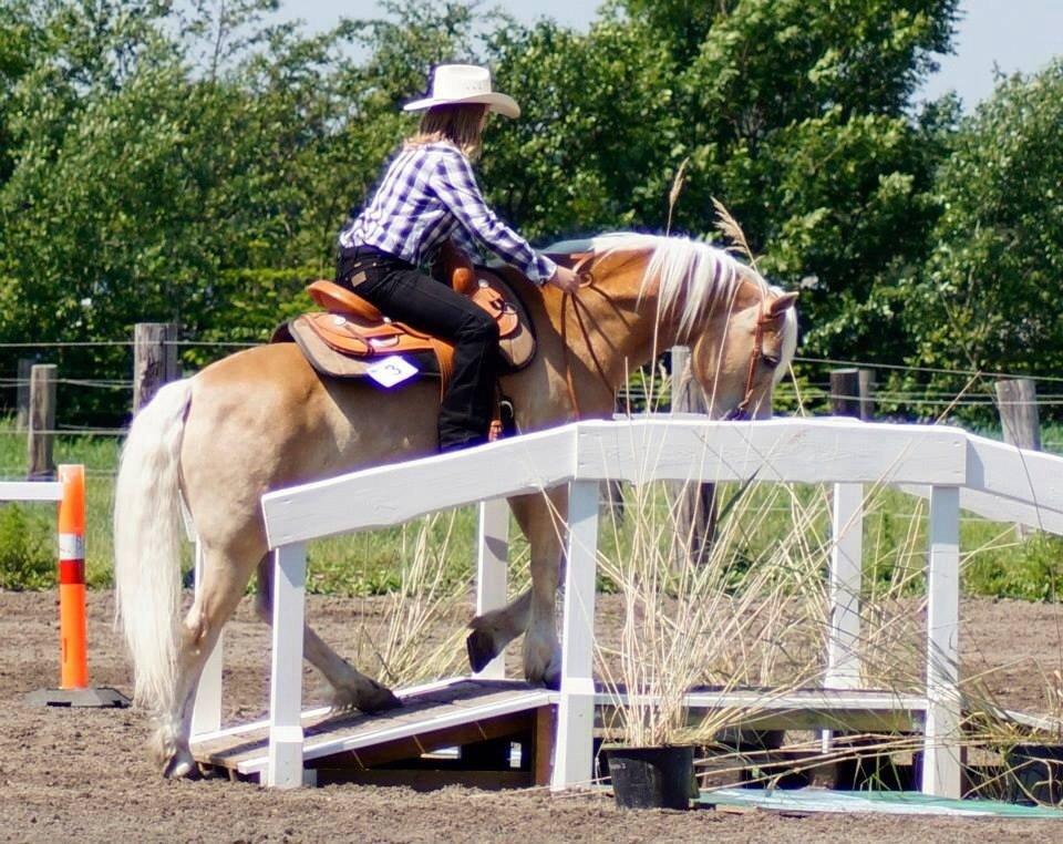 Haflinger Navaro Aflivet billede 14