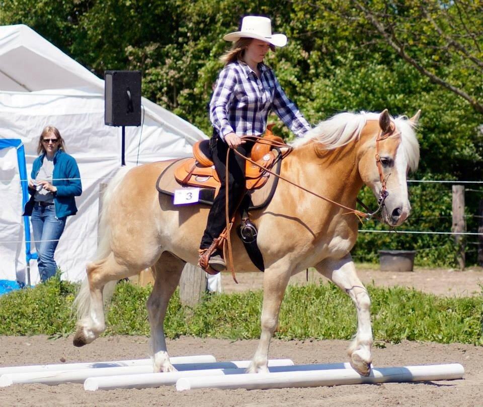 Haflinger Navaro Aflivet billede 15