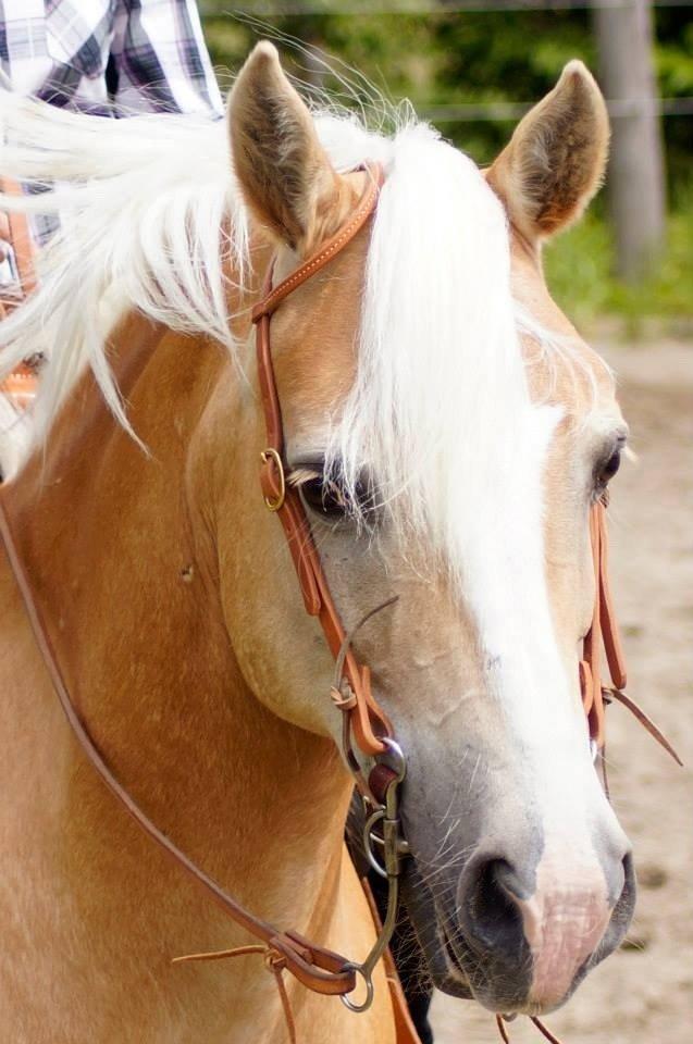 Haflinger Navaro Aflivet billede 16