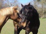 Anden særlig race Sjors - Kys kys med Kildegårdens Pigall <3333 billede 5