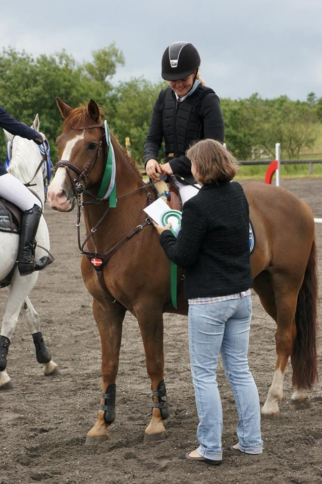 New Forest MISTY - Misty & Jeanne, 3.plads til distriktsmesterskab. September 2013 billede 20