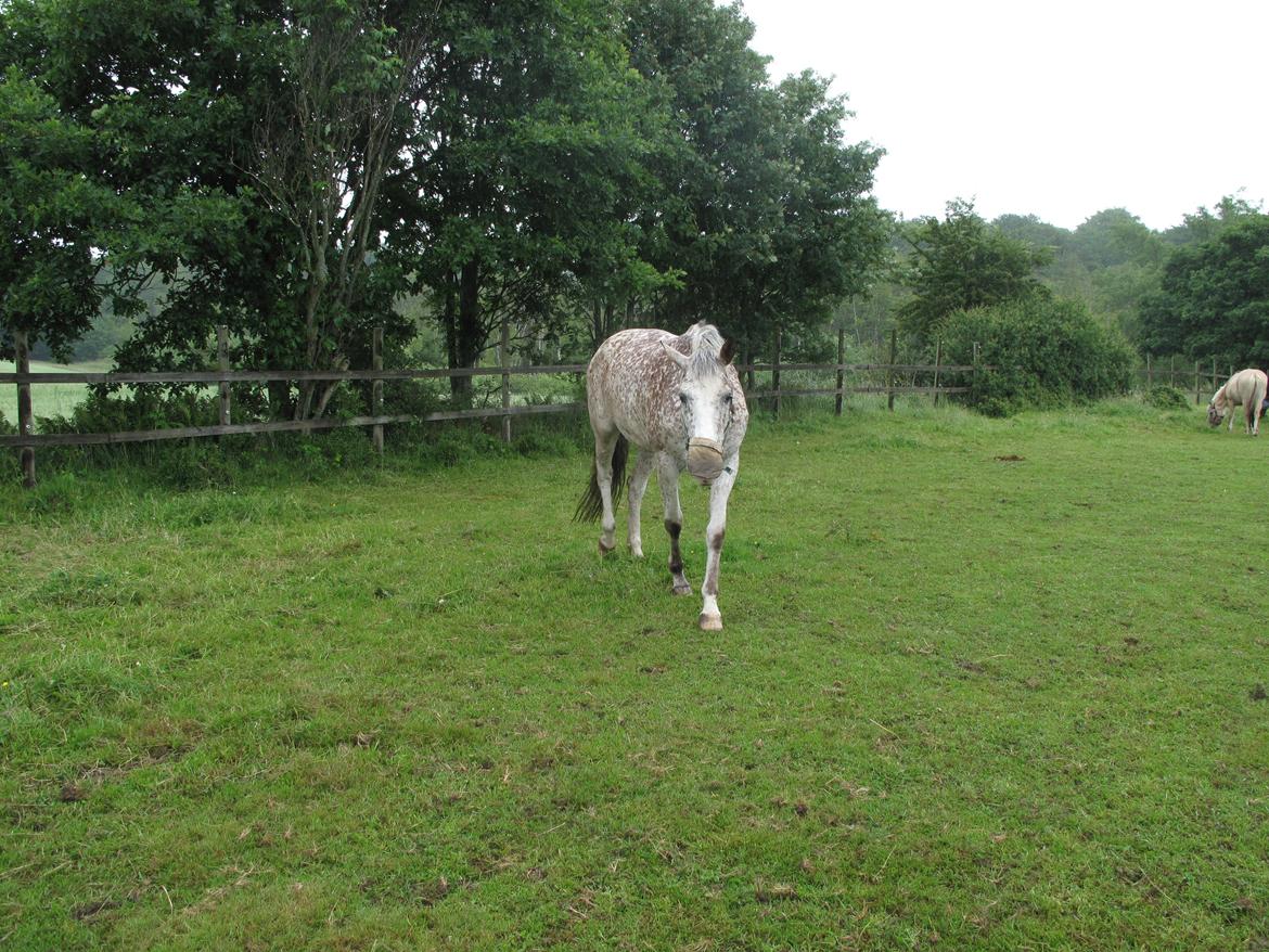 Appaloosa Opalia<3 *Savnet og elsket* billede 11