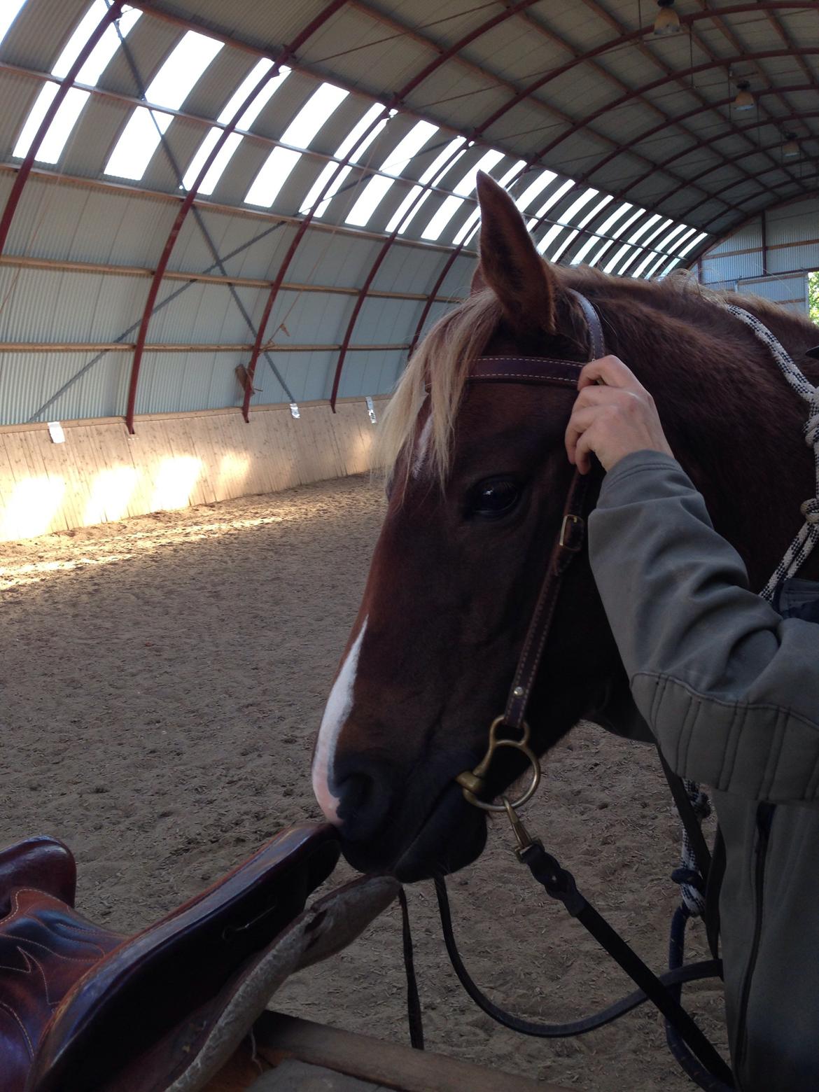 Anden særlig race Smart Dosia Pox billede 21