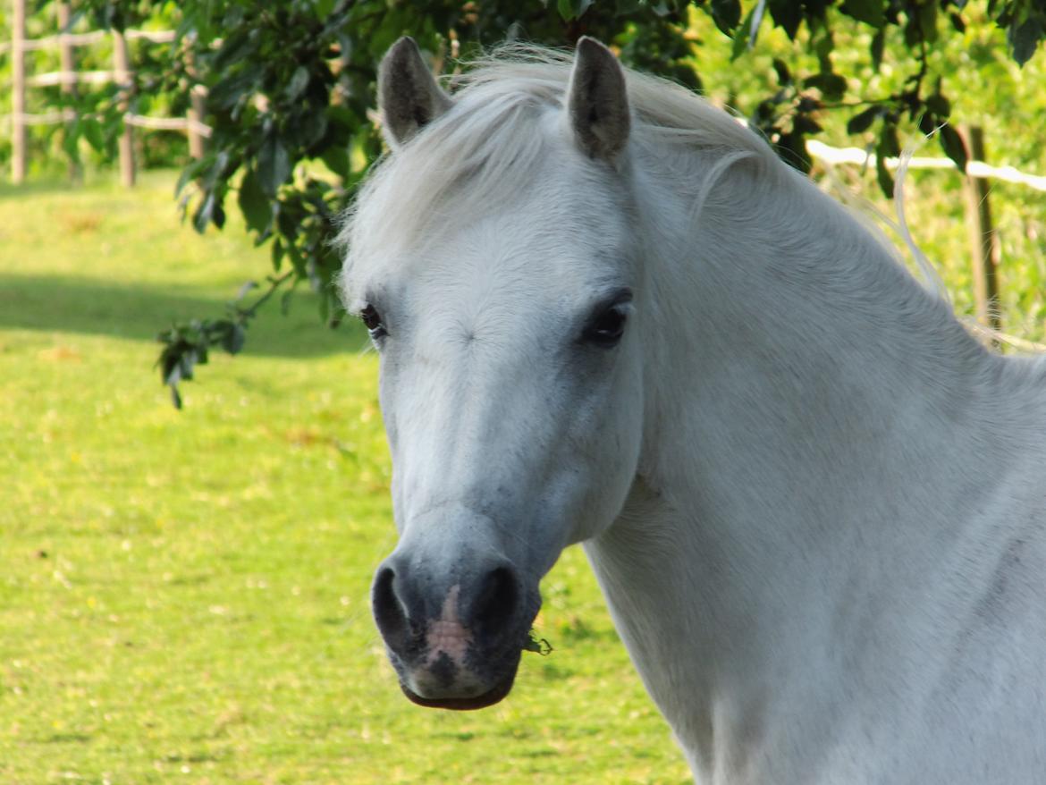 Welsh Pony (sec B) Rosengårdens Pollyanna - Pollyanna sommer 2013 billede 1