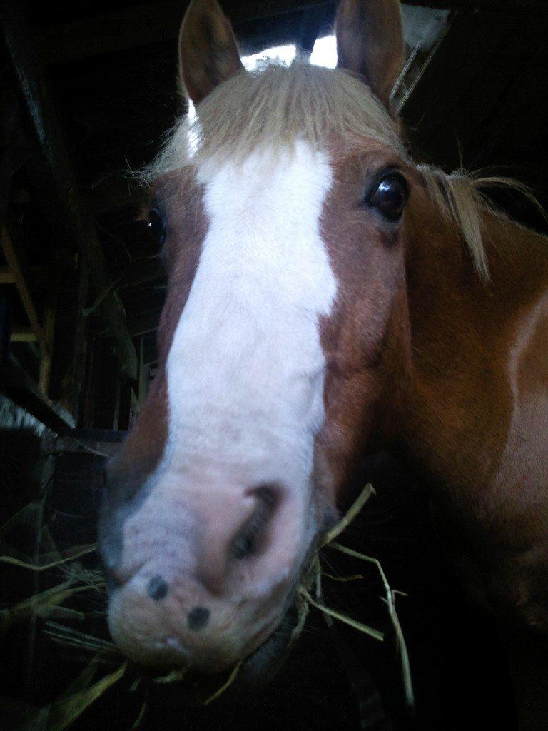 Anden særlig race Sjors - Du er den eneste ene :)
I love you<333 billede 14