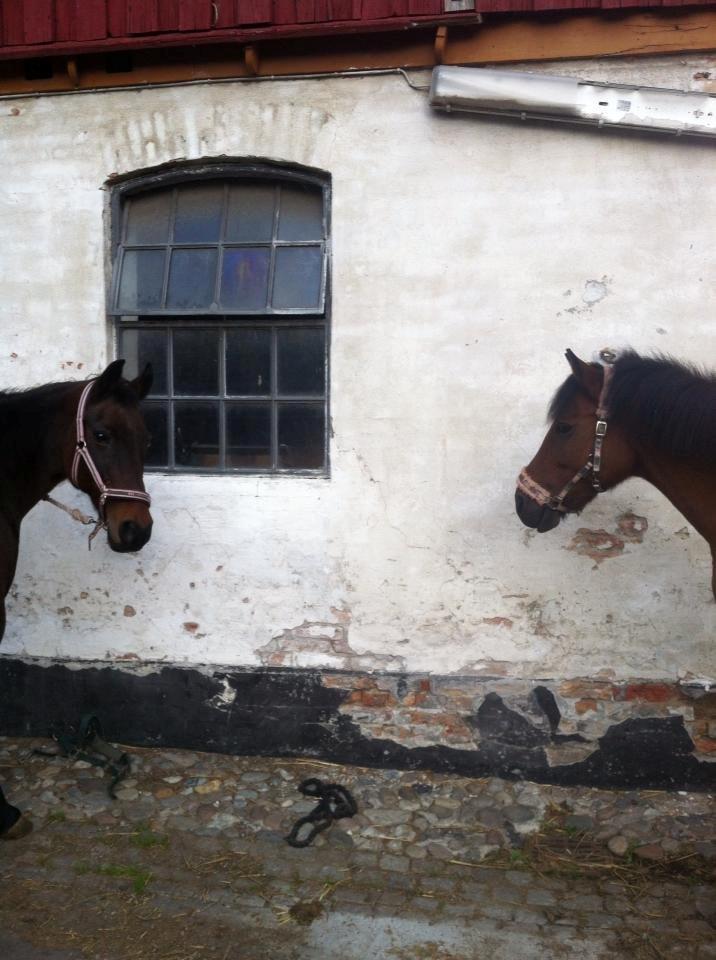 New Forest Annerups Delicious  {min baby} - klar til ridetur med den dejlige Feline billede 3