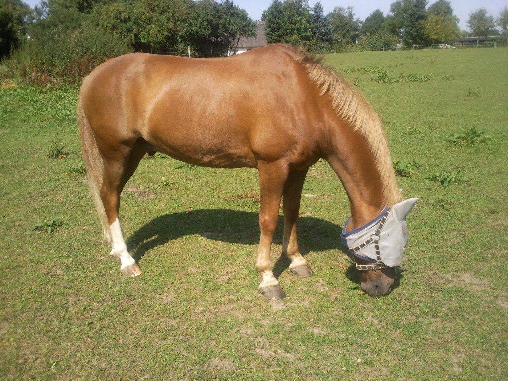 Anden særlig race Sjors billede 15