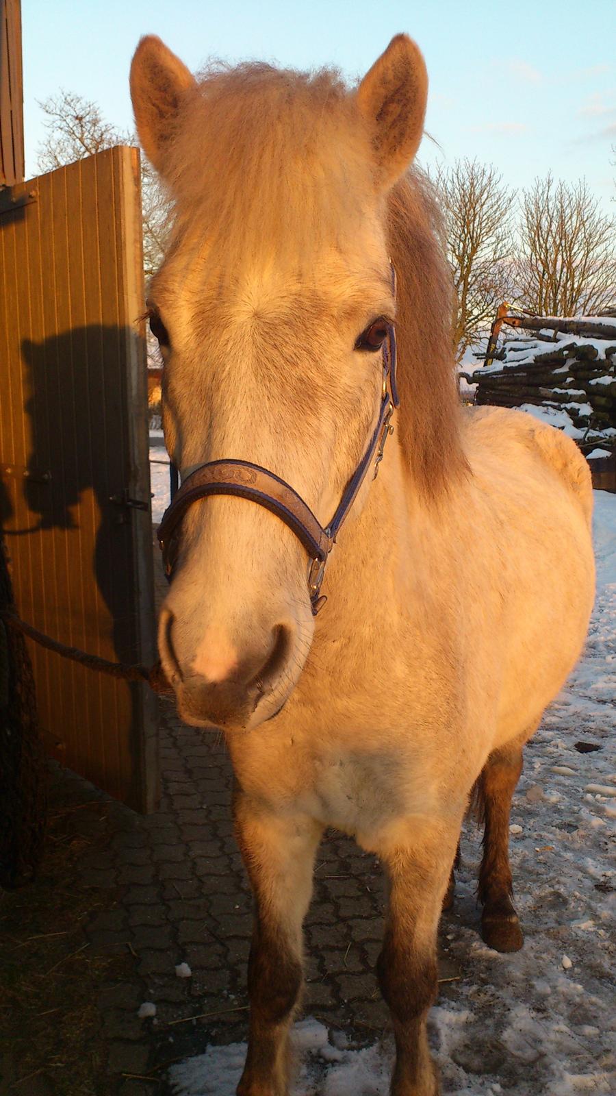 Islænder Tumi fra Hestehaven billede 9