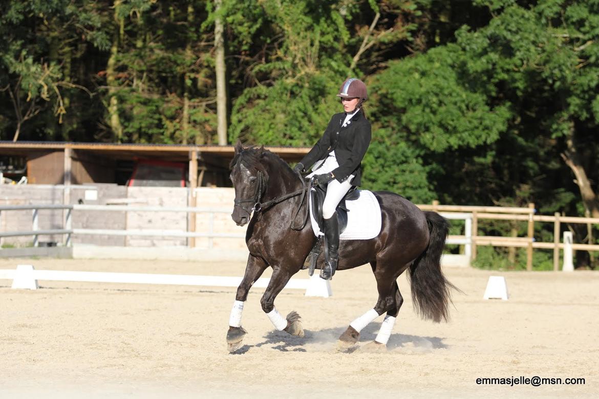Welsh Cob (sec D) Silva - stævne på HØRS, forår 2013 billede 26