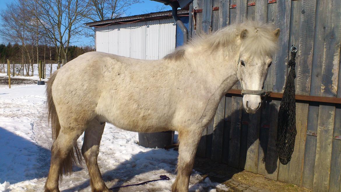 Islænder Tumi fra Hestehaven billede 10
