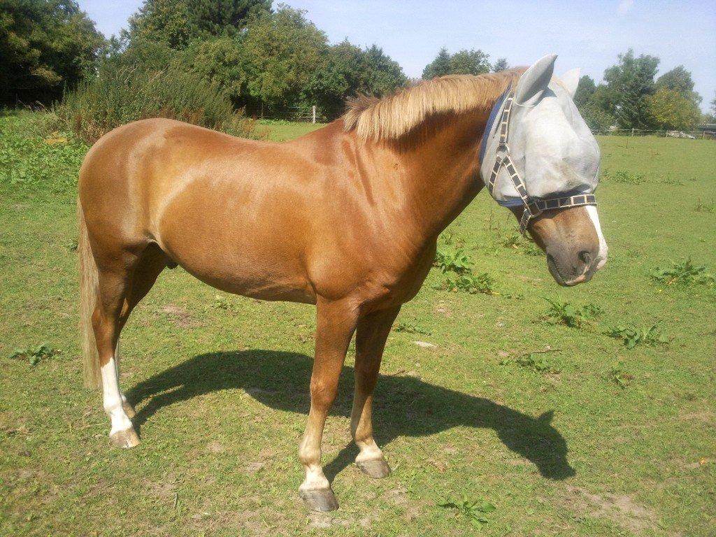 Anden særlig race Sjors billede 16