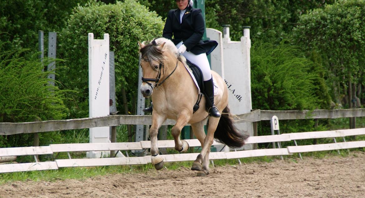 Fjordhest Lue klattrup - Middelgalop :) billede 15