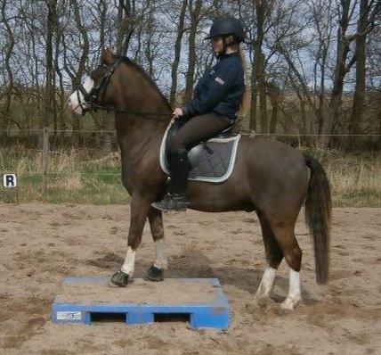 Welsh Pony (sec B) F.H. Bjerregårds Wonder - I MISS YOU!<3 billede 31