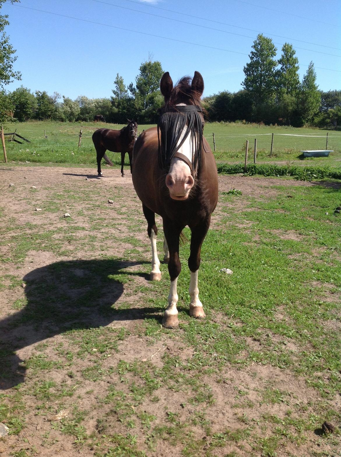 Welsh Pony (sec B) F.H. Bjerregårds Wonder - på fold på ridelejr!<3 billede 32