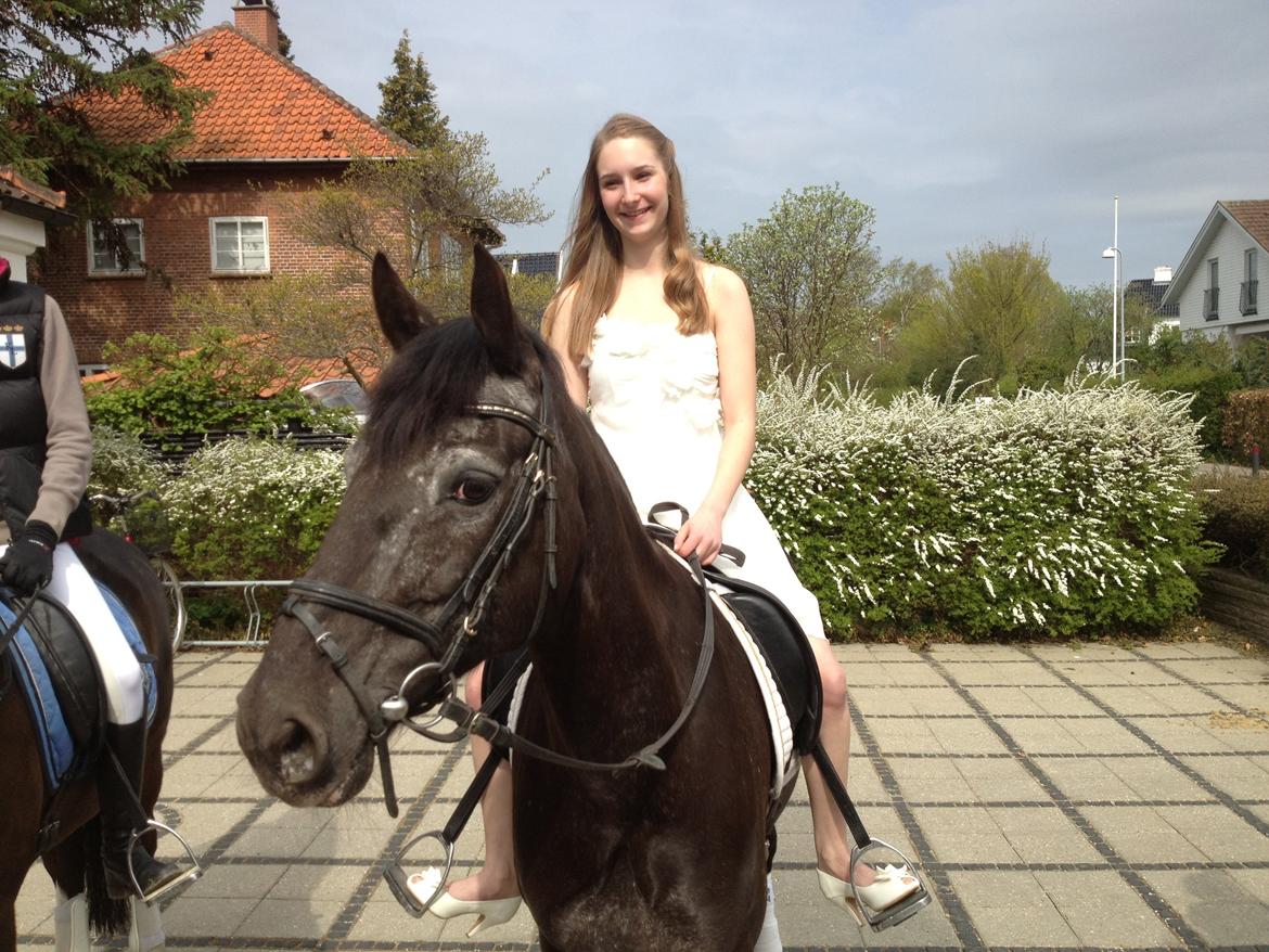 Welsh Cob (sec D) Silva - Silva nede ved kirken til min konfirmation, 4. maj 2012 billede 21