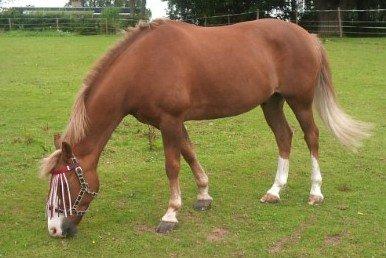 Anden særlig race Sjors billede 17