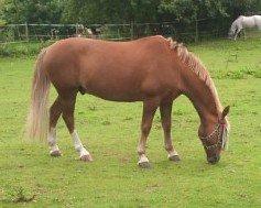 Anden særlig race Sjors billede 18