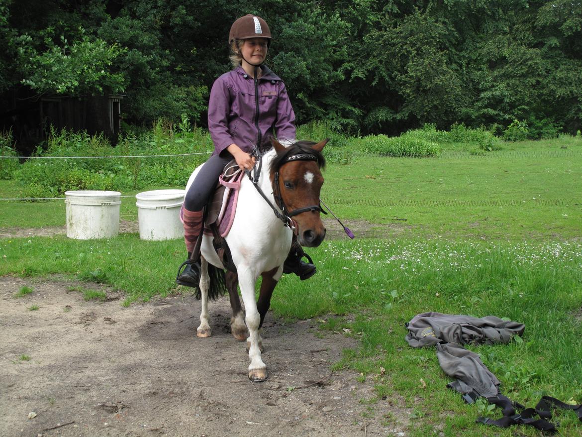 Shetlænder Smilla #Den farlige biavler! xD# billede 18