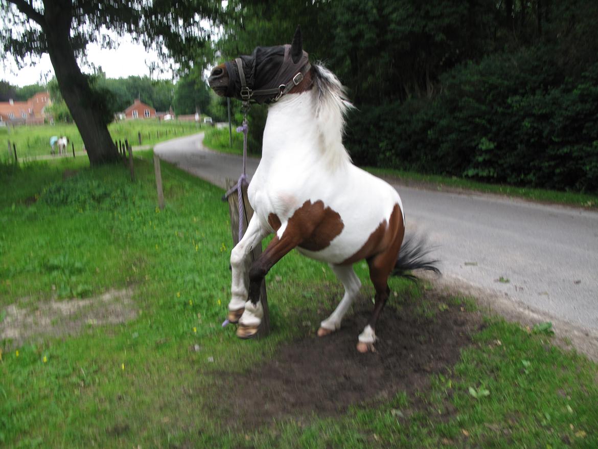 Shetlænder Smilla #Den farlige biavler! xD# billede 3