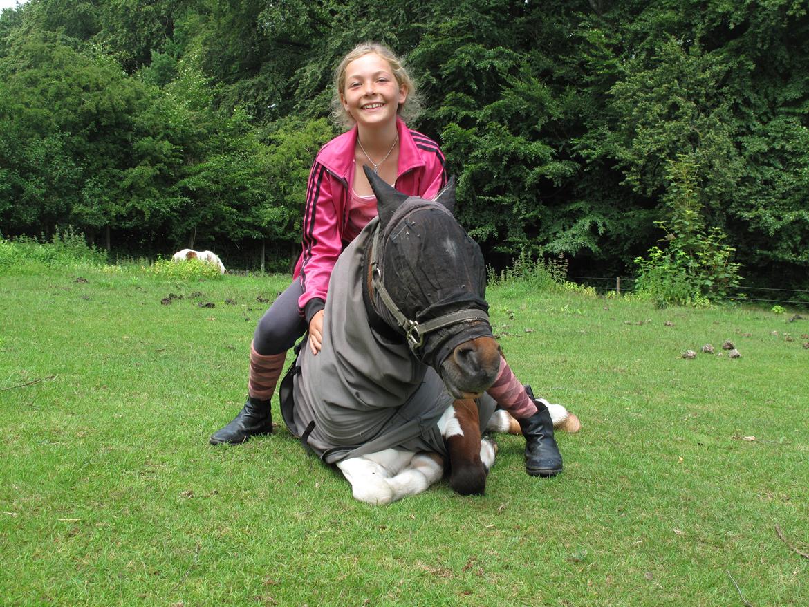 Shetlænder Smilla #Den farlige biavler! xD# billede 10