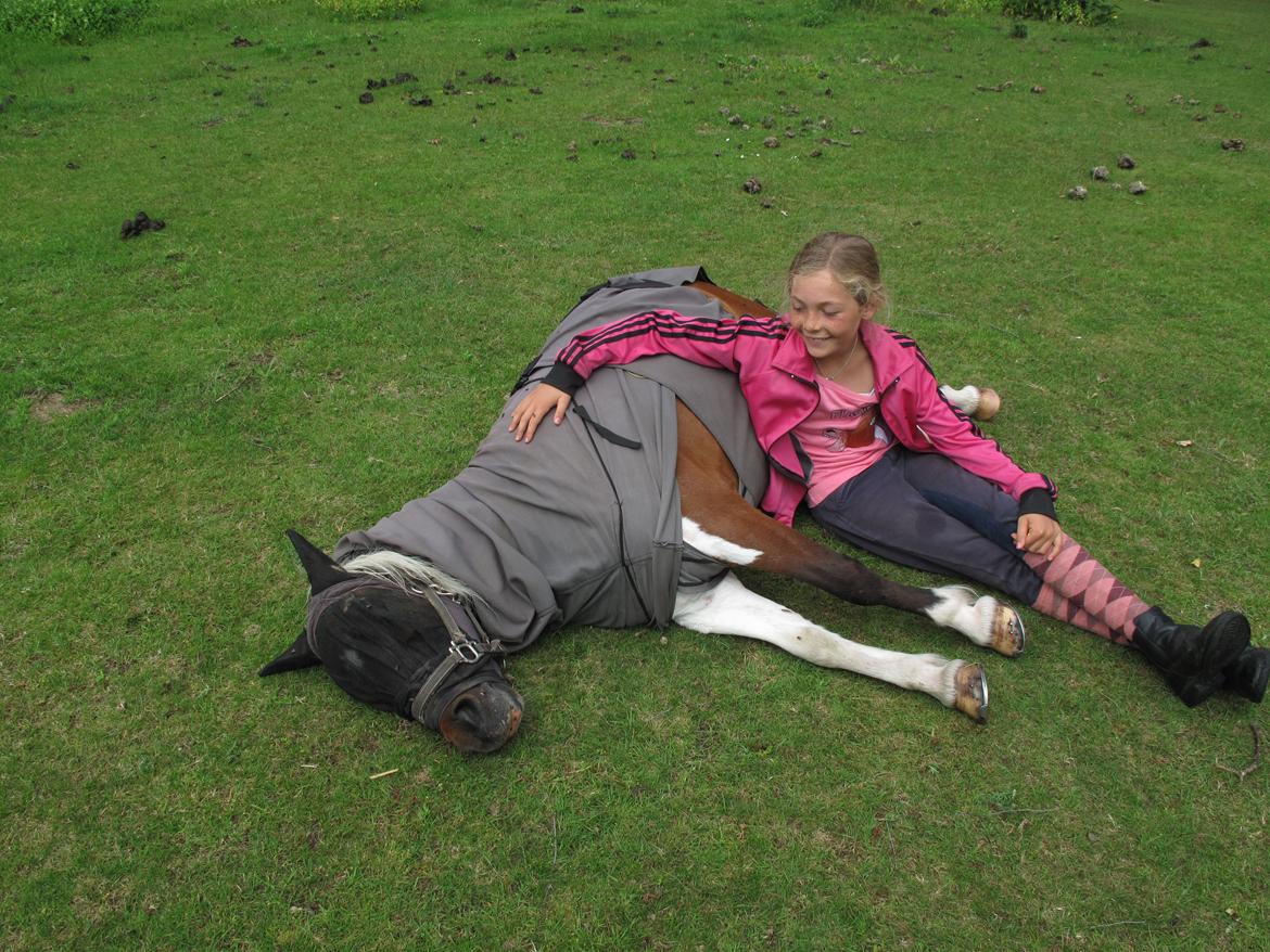 Shetlænder Smilla #Den farlige biavler! xD# billede 17