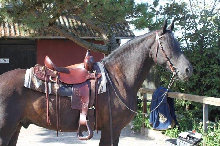 Frieser Tjark billede 2