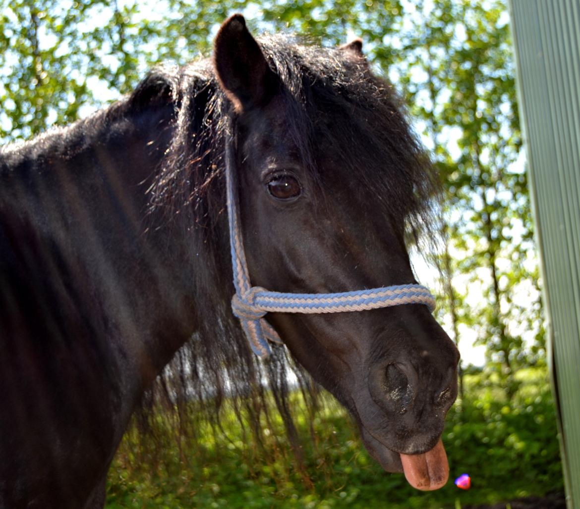 DSP Beauty - Foto: Mig billede 13