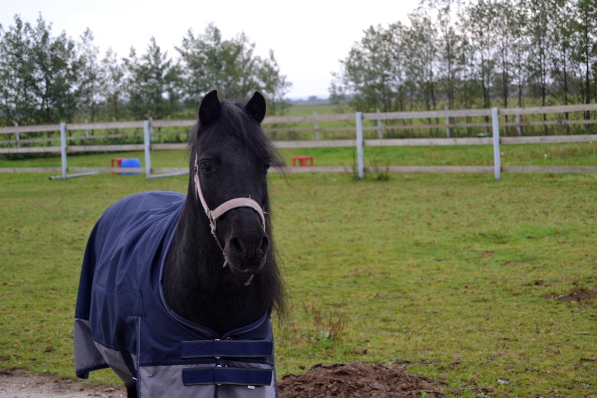 DSP Beauty - Foto: Mig billede 18