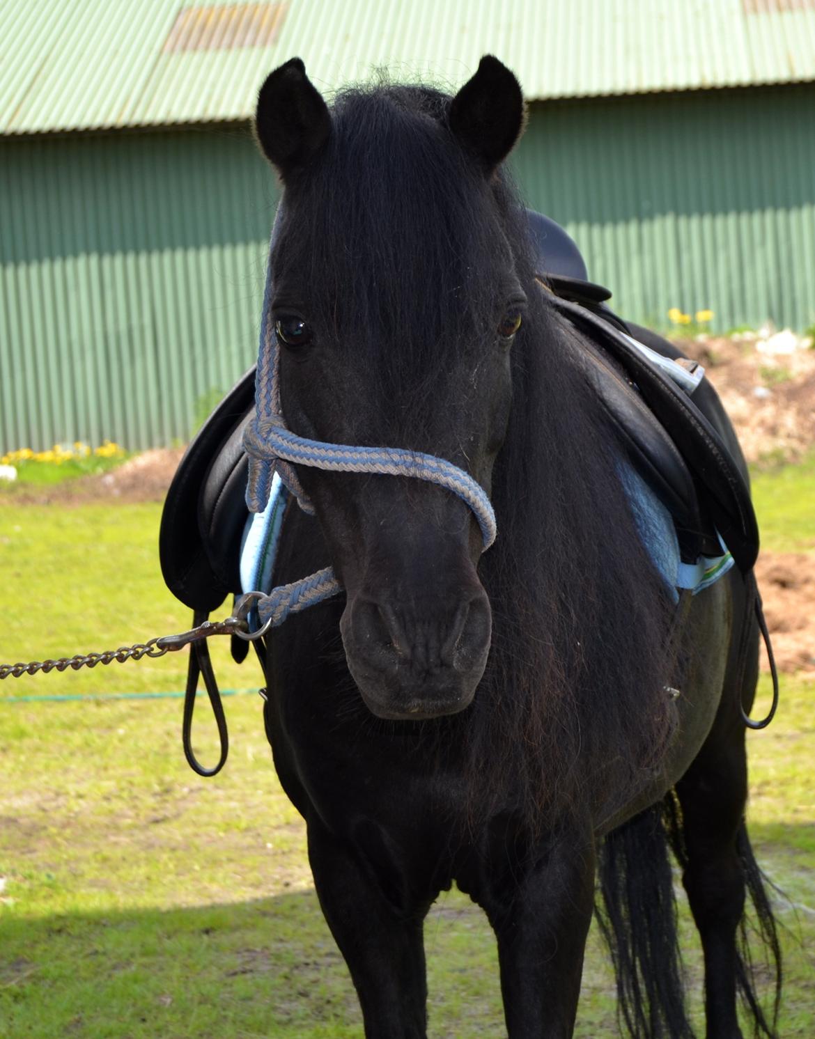 DSP Beauty - Foto: Mig billede 29