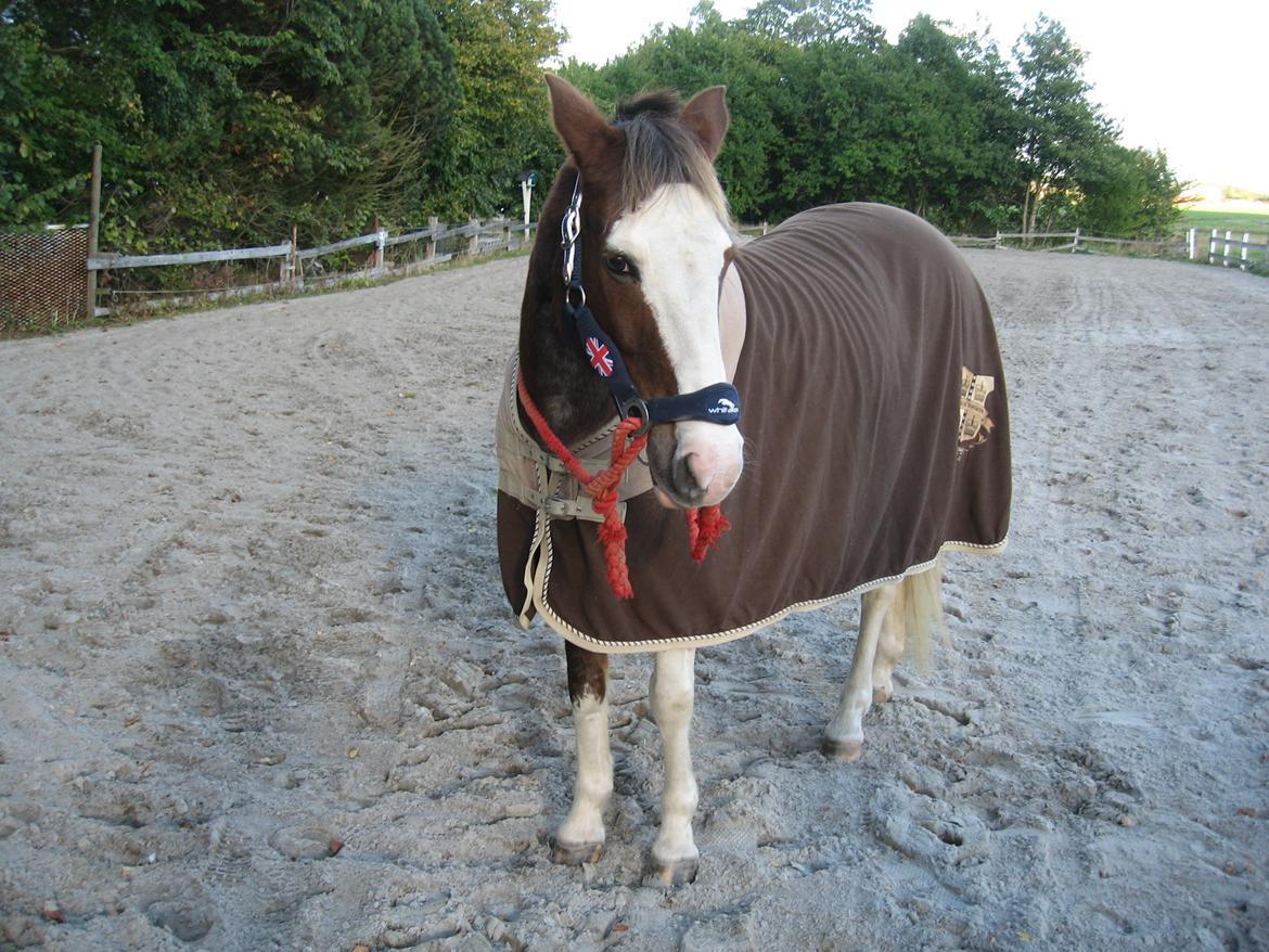 Anden særlig race Solvanggaards Snoopy - Læækre mig! :-D <3 billede 7