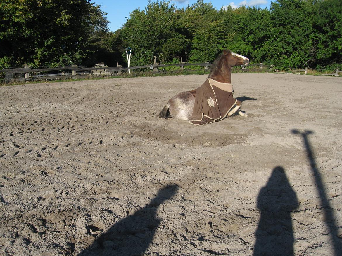 Anden særlig race Solvanggaards Snoopy - Snoopy havde lige lyst til at rulle sig, med skridttæppe på. ;-) billede 8