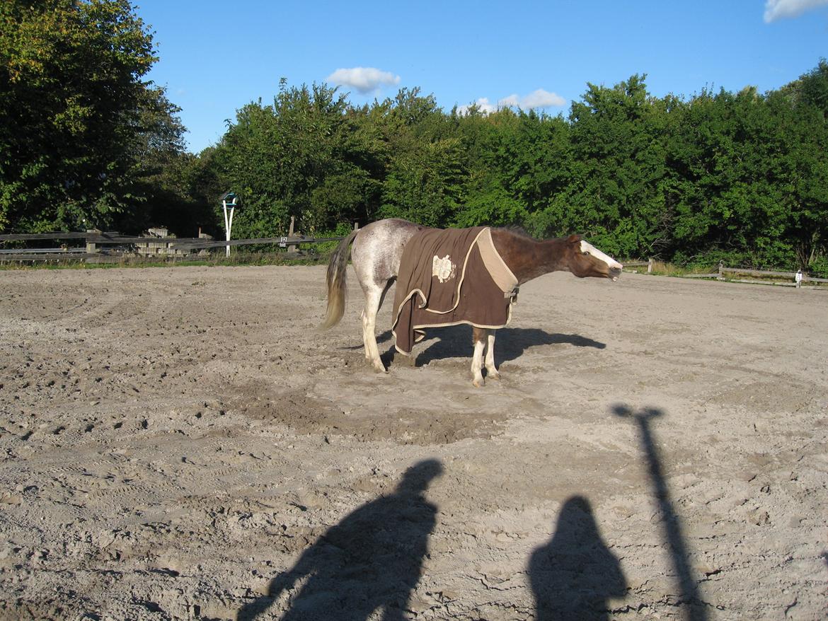 Anden særlig race Solvanggaards Snoopy - Ryste, ryste ;-) billede 9