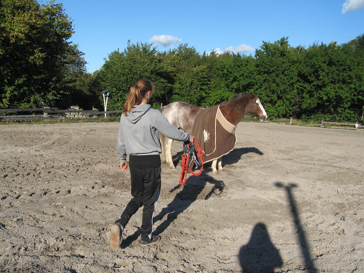 Anden særlig race Solvanggaards Snoopy - Så skal hun i fold igen :-)) billede 10