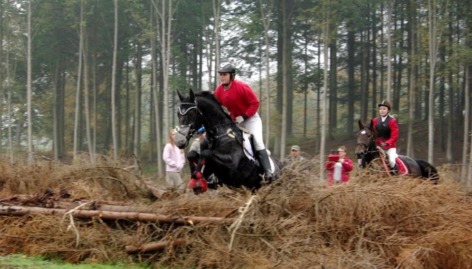 Dansk Varmblod Quendy - L billede 6